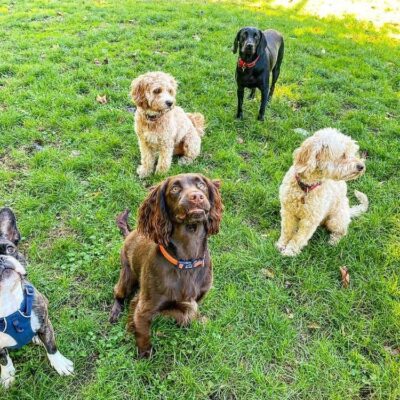 Dog Boarding with Nelson